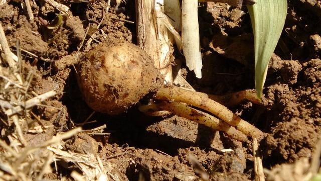  Fındığa ve çaya alternatif: Kilosu 1500 TL’den satılıyor: Dövize, dolara yatırmam, buna yatırırım, kazançlı iş