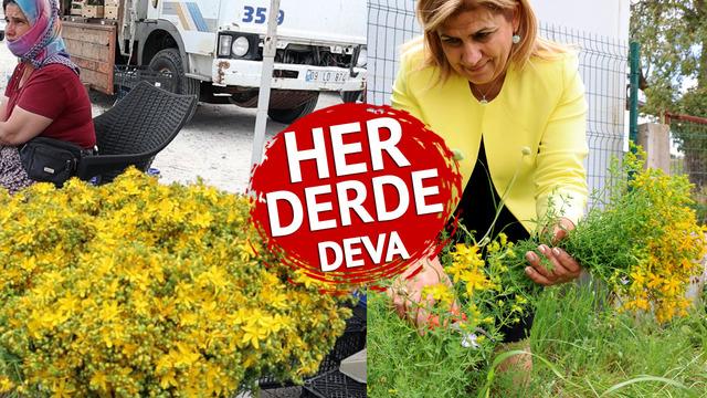 Mevsimi geldi: Tüm zamanların en şifalı bitkisi! 'Binbir kılıç otu' olarak da biliniyor... Vücutta yara, yanık ve iz bırakmıyor