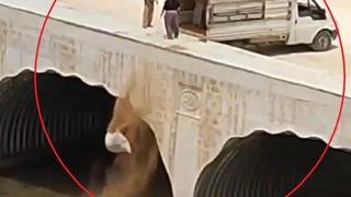 Kamyonetle gelip dereye hayvan pisliği döktü