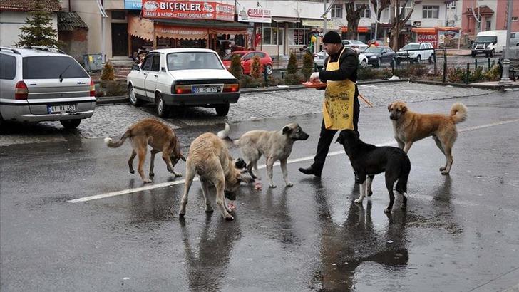 Sokak köpekleri hakkında yapılacak yeni düzenlemenin ayrıntıları belli oldu! '1 ay içinde sahiplendirilmezse...'