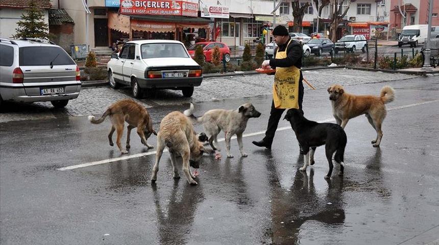 Sokak k&ouml;pekleri hakkında yapılacak yeni d&uuml;zenlemenin ayrıntıları belli oldu! '1 ay i&ccedil;inde sahiplendirilmezse...'