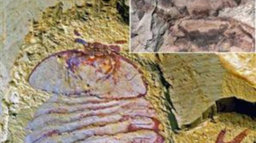 520 milyon yıllık beyin bulundu