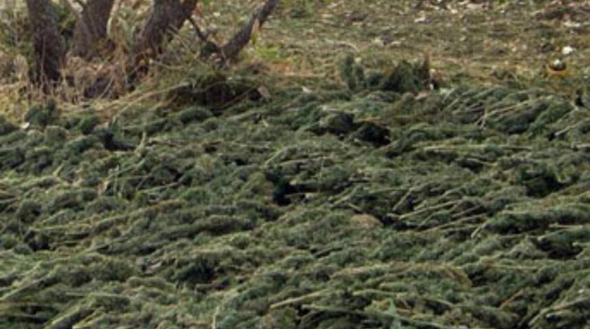 Zeytinyağlı esrar!