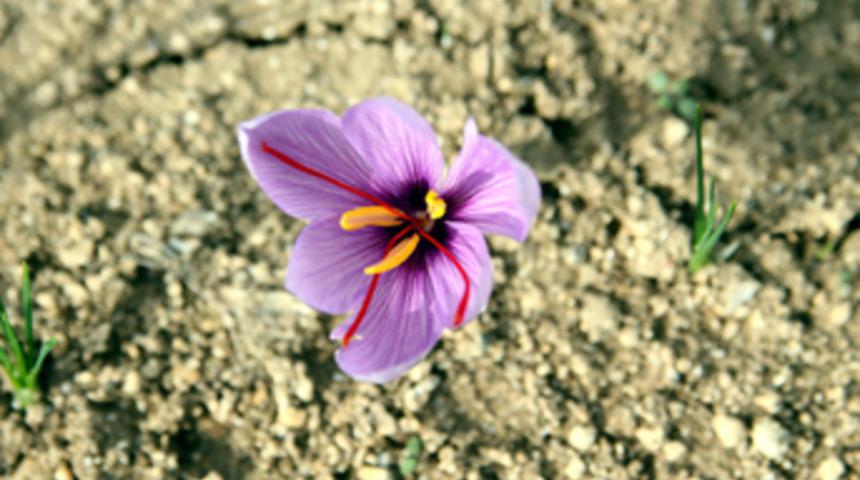 Kilosu 20 bin liraya satılıyor