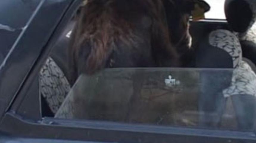 Düzce'de 'Dana Ferhat' vakası