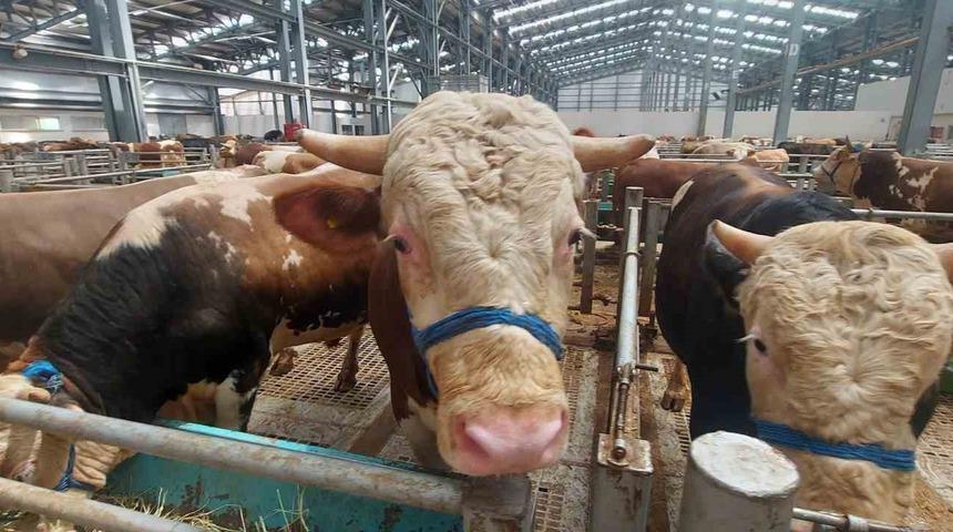 Erzincan’da kurban pazarında hareketlilik başladı