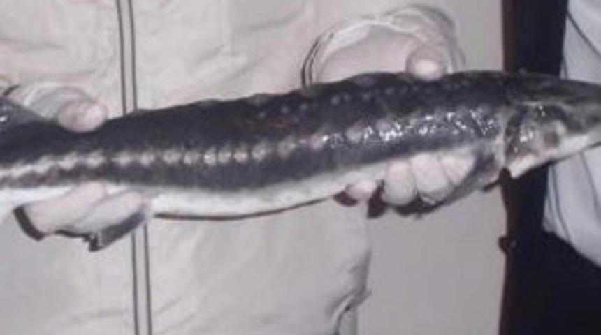 Nehirden bakın ne &ccedil;ıktı?