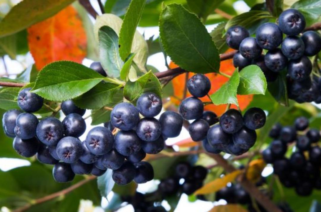 Doğanın gizli gücü: Süper gıdaları sofranızdan eksik etmeyin! Yaşlanmayı yavaşlatıyor 1