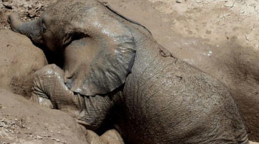 Bebek fili annesine kavuşturdular