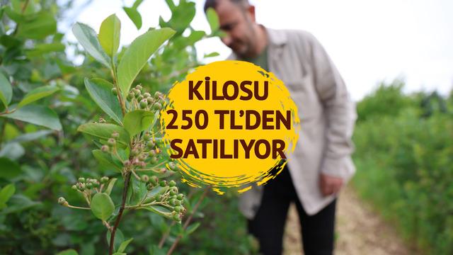 'En güçlü antioksidan' Eşinin kanser tedavisi için keşfetti, mesleği oldu! Taleplere yetişmez hale geldi