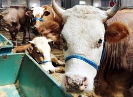 Kilosu 150-300 lira arasında değişiyor! Kurbanlık sayısı yeterli mi? Açıklama geldi, ‘Makas etkili olacak…’