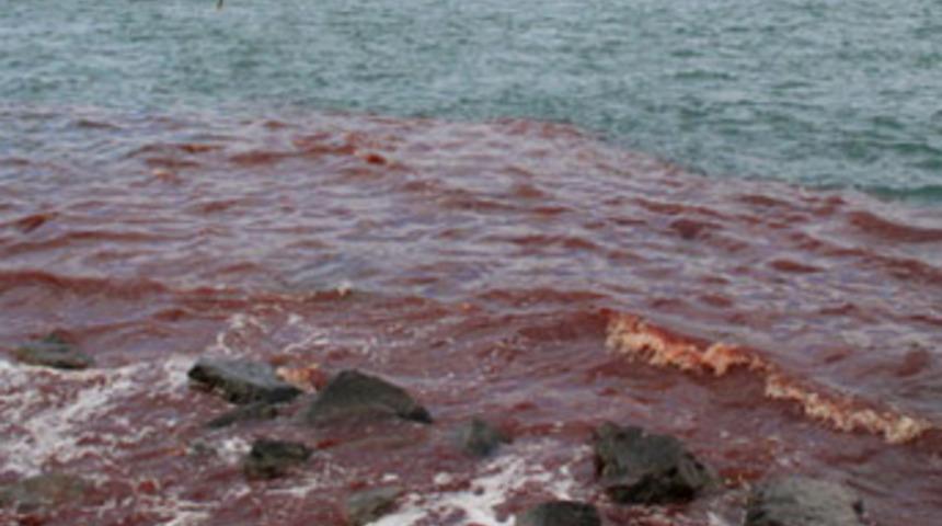 Bir kurban bayramı klasiği