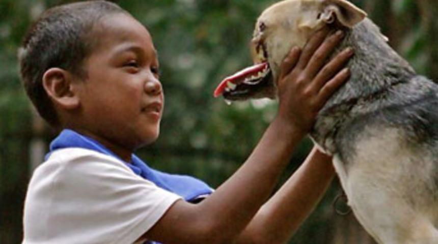 Kahraman köpek dünyanın sevgilisi oldu