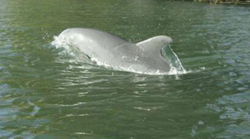 Nehirde görenleri şoke etti