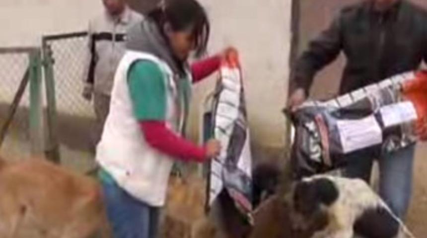 Köpeklere 'microchip'li takip