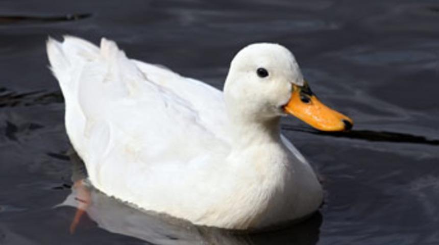 Yaralı ördek için canını verdi