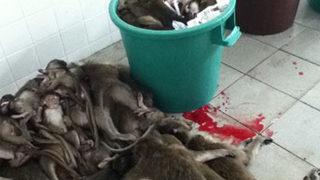 Yüzlercesini acımasızca katlettiler