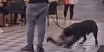 İzmir'de yasaklı ırk köpek kediyi nefessiz bıraktı! Sahibi "Bu iş böyle dayı" dedi 10 dakika sonra gözaltına alındı