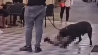 İzmir'de yasaklı ırk köpek kediyi nefessiz bıraktı! Sahibi Bu iş böyle dayı dedi 10 dakika sonra gözaltına alındı