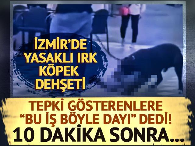 İzmir'de yasaklı ırk köpek dehşeti! Tepki gösterenlere "Bu iş böyle dayı" dedi! 10 dakika sonra...