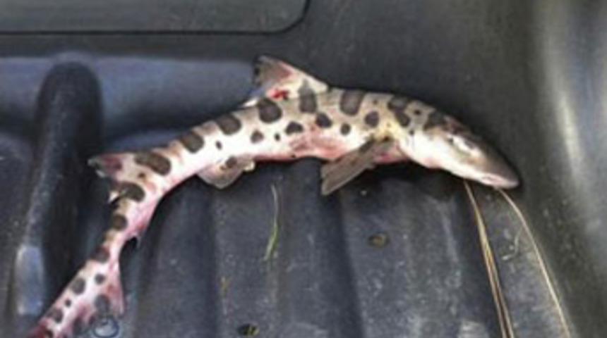 G&ouml;kten k&ouml;pekbalığı d&uuml;şt&uuml;!