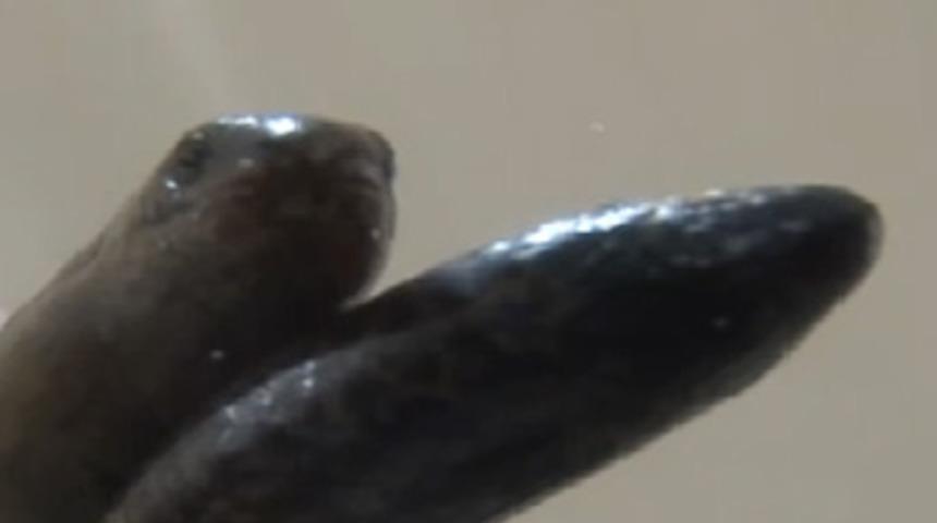 Bursa&rsquo;da iki kafalı yılan