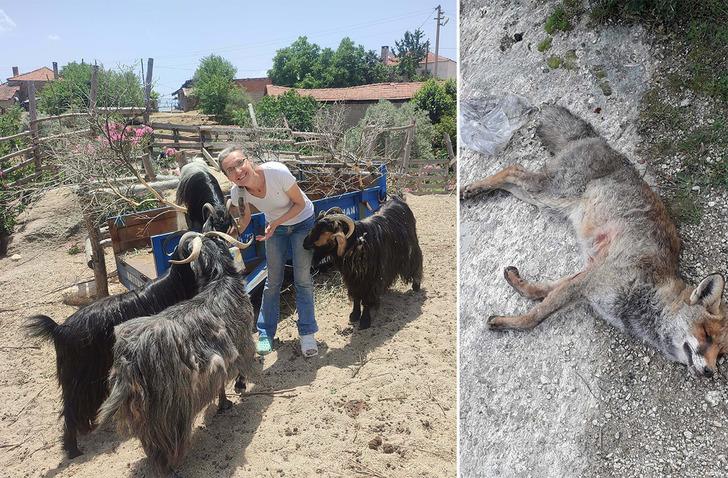 Kendisini ihbar eden komşusuna kabusu yaşattı! 'Orman yolunda beni yalnız yakaladı...'