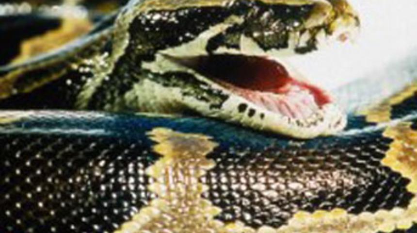 Sevgiliye pitonlu işkence