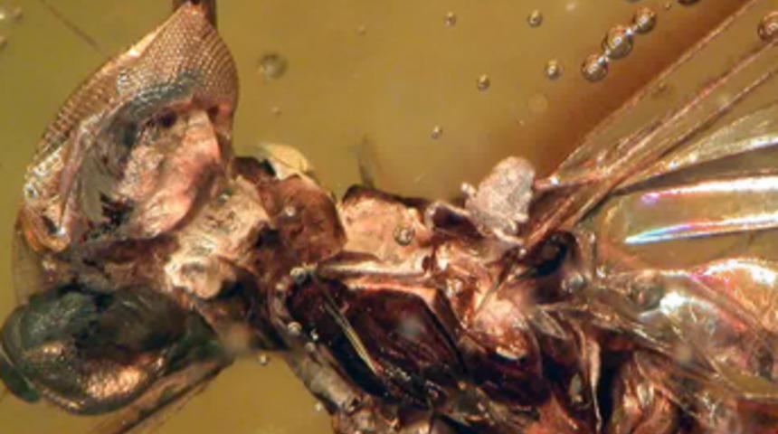 Amber içinde 16 milyon yıllık sinek bulundu