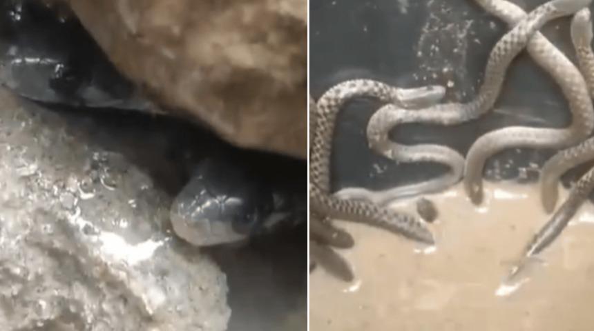 Tuvalete gittiğinde karşılaştığı manzaraya inanamadı! 35 tane yılan yavrusu buldu... "Yeni fobi yüklendi"