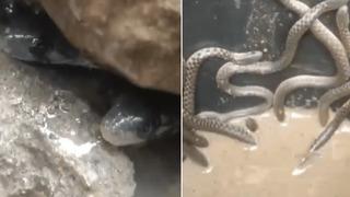 Tuvalete gittiğinde karşılaştığı manzaraya inanamadı! 35 tane yılan yavrusu buldu... Yeni fobi yüklendi