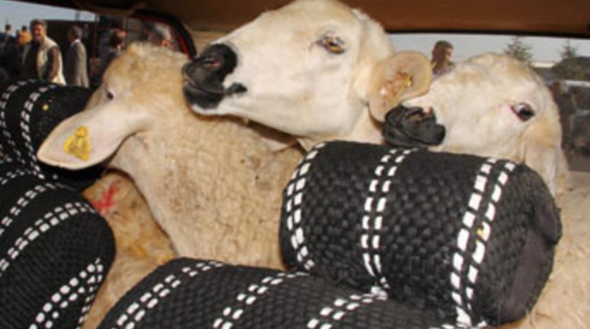 Bir otomobile kaç koyun sığar?