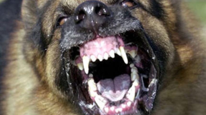 Az kalsın adamı par&ccedil;alayacaklardı!