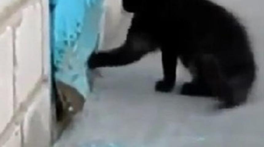 Cesur kedi bakın k&ouml;peği nasıl kurtardı