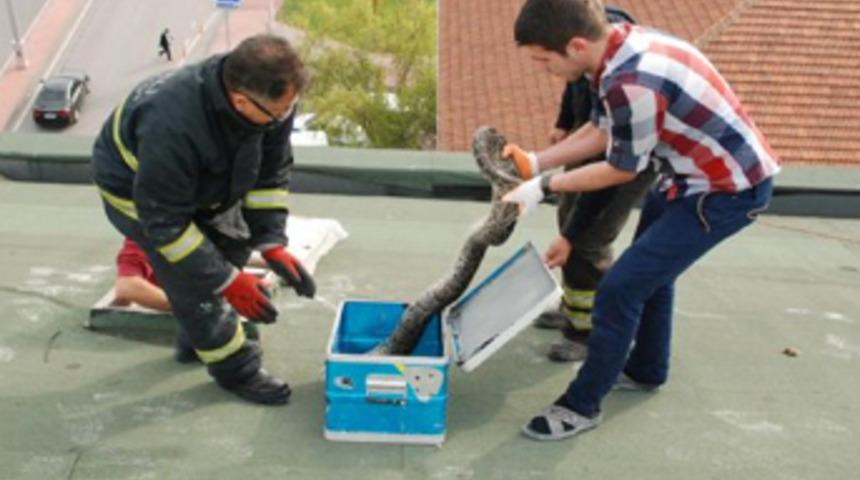 Piton &ccedil;atıya &ccedil;ıkarsa!