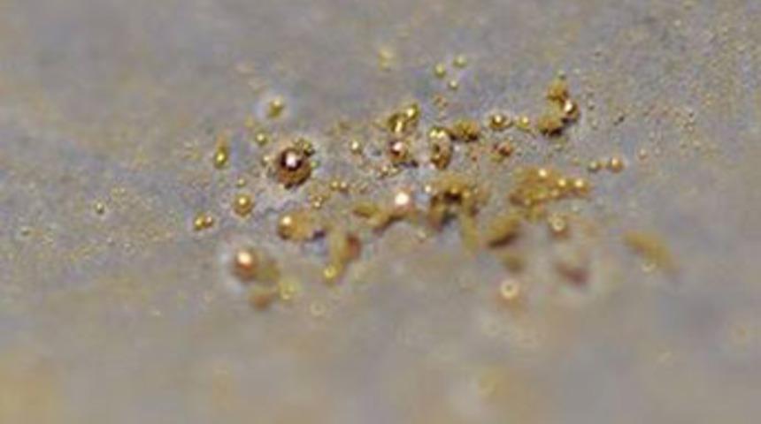 Altın &uuml;reten bakteri bulundu