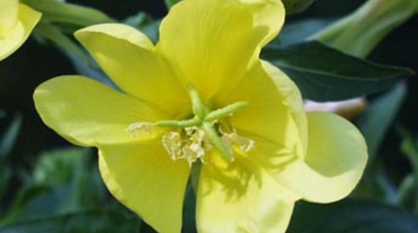 25 kuruşa toplatıp, 50 bin dolara satıyorlar