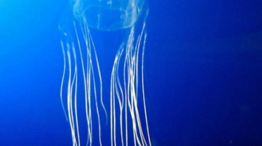 D&uuml;nyadaki en zehirli 10 hayvan