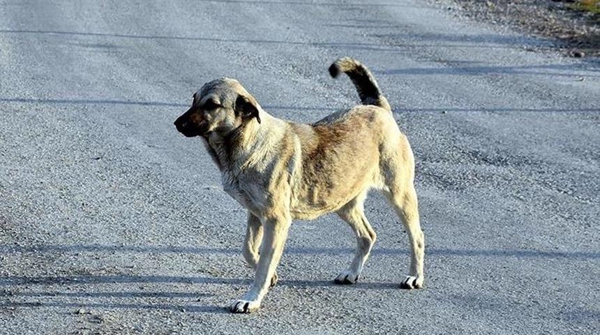 SON DAKİKA | Bakan Tunç duyurdu! Sokak hayvanları düzenlemesi Meclis'te