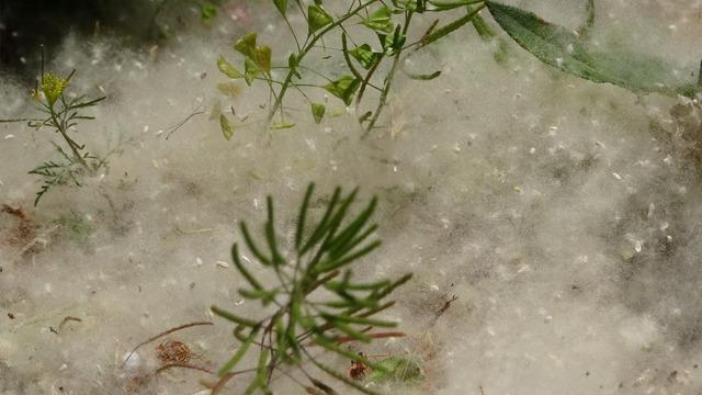 O ilde yoğunluk arttı 'İstila' diyerek açıkladı! 'Çok sayıda şikayet alıyoruz' 