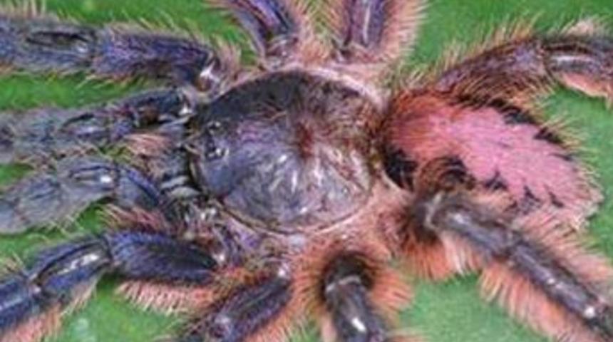 Yeni tarantula türü keşfedildi