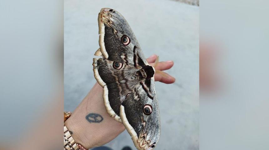 Fabrikada &ccedil;alışanların hayretle izlediği olay! Bir anda kadının omzuna kondu