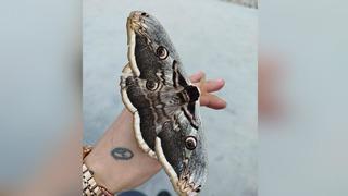 Fabrikada çalışanların hayretle izlediği olay! Bir anda kadının omzuna kondu