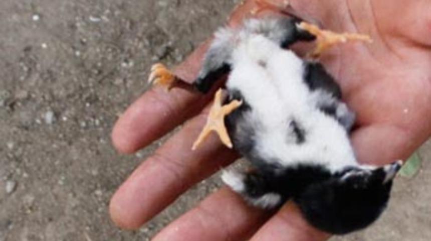 4 ayaklı civciv şaşırttı