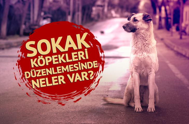 Sokak k&ouml;pekleriyle ilgili d&uuml;zenlemede neler var? Madde madde ortaya &ccedil;ıktı: Sahiplendirme &ouml;ncelik, ağır para cezası da geliyor!