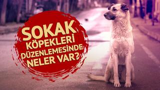 Sokak köpekleriyle ilgili düzenlemede neler var? Madde madde ortaya çıktı: Sahiplendirme öncelik, ağır para cezası da geliyor!