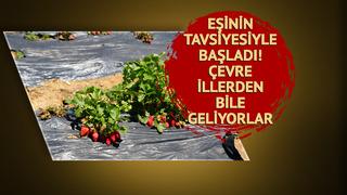 Pazardaki fiyatını görünce eşi teşvik etti! Daha fazla kazanç için yola çıktı... Şehir dışından bile geliyorlar