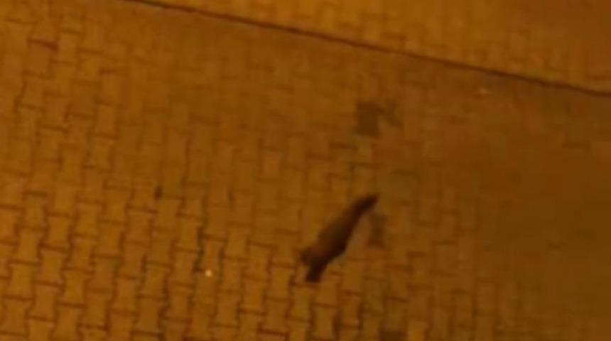 Yer: Şanlıurfa! Şehir merkezinde gezinirken g&ouml;r&uuml;nt&uuml;lendi: Nesli t&uuml;kenmek &uuml;zere...