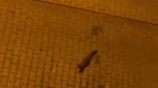 Yer: Şanlıurfa! Şehir merkezinde gezinirken görüntülendi: Nesli tükenmek üzere...