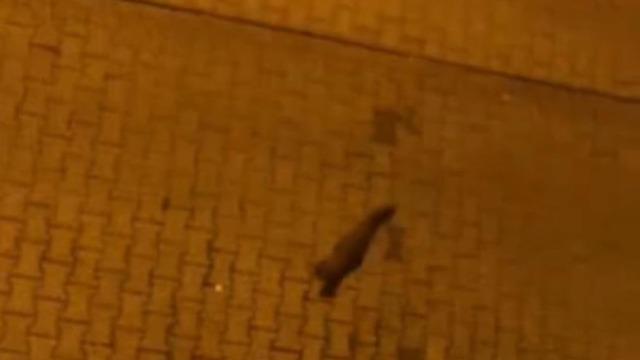 Yer: Şanlıurfa! Şehir merkezinde gezinirken görüntülendi: Nesli tükenmek üzere...